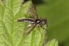 Bibio lanigerus